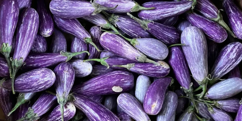 Eggplant Season When are Eggplants in Season? Foodtree