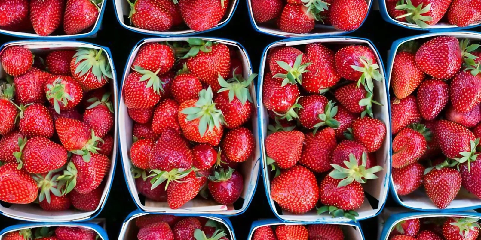 Strawberry season when are strawberries in season foodtree
